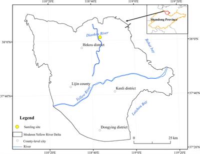 Ecological stoichiometry, salt ions and homeostasis characteristics of different types of halophytes and soils